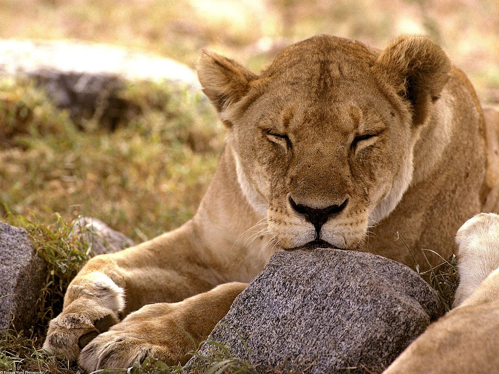 African Lion, Serengeti, Africa